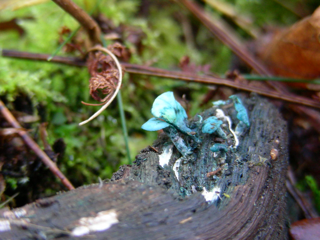 Chlorociboria aeruginascens (Nyl.) Kanouse ex C.S. Ramamurth